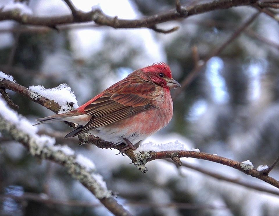 National Bird Day Walk at Point Au Roche State Park