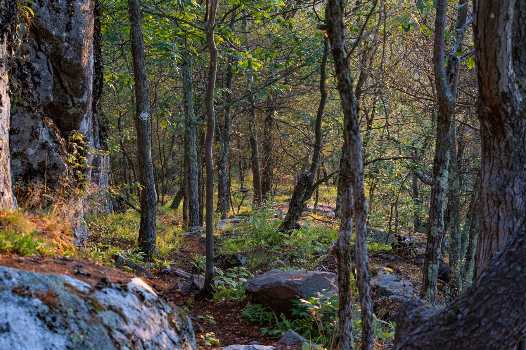 Working Hike @ Boquet Mountain Trail