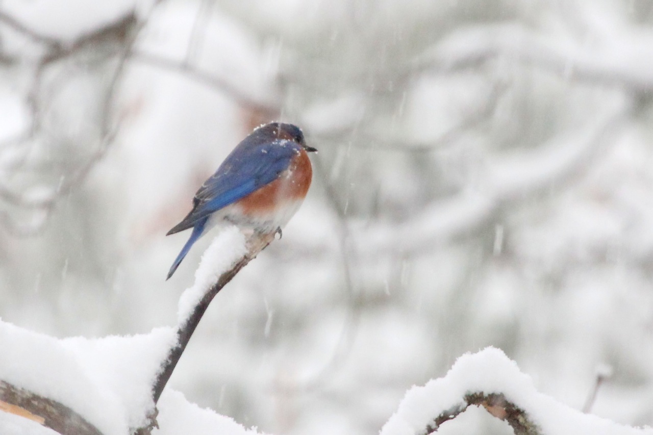 Birding Walk at Point Au Roche State Park