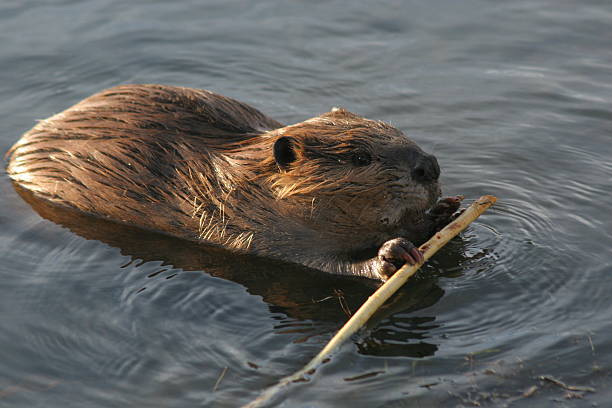 Trails Update and Beavers!